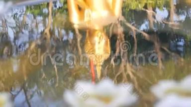 美丽的金色倒影在水中的佛像上，各种蜡烛以莲花的形式漂浮着
